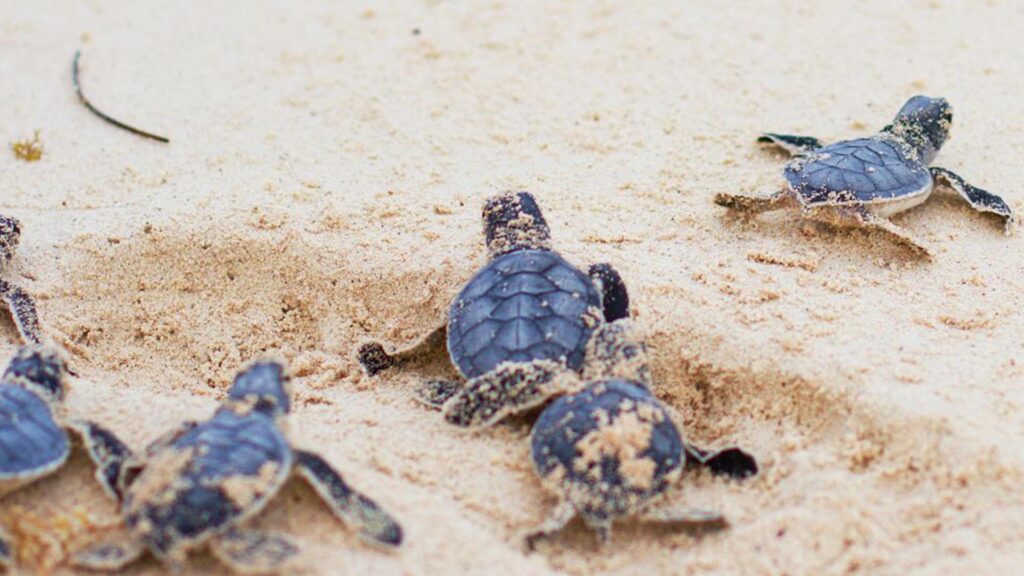 Decenas De Tortugas Marinas Beb Nacieron En Playa Parguito