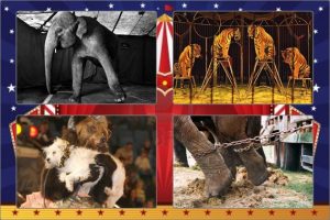 prohíben explotación de animales