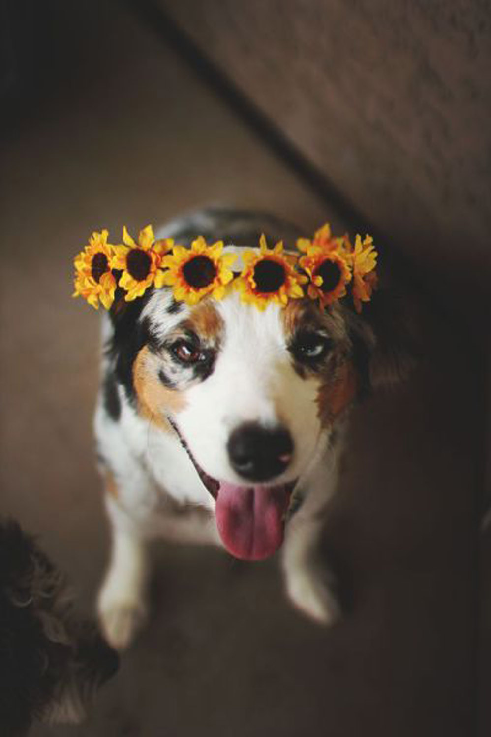 fotos: ¡Tiernos y cómicos! Animalitos