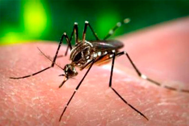 Gobierno reportó cinco nuevos casos "importados" de Chikungunya en el país