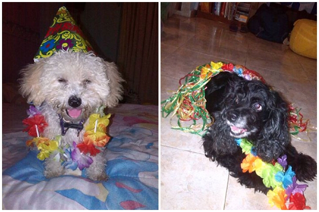 mascotas