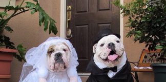 mascotas