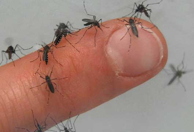 Más de siete mil casos de Chikungunya