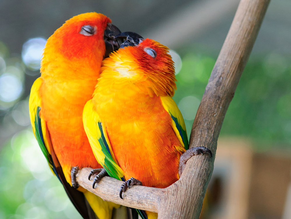 parejas