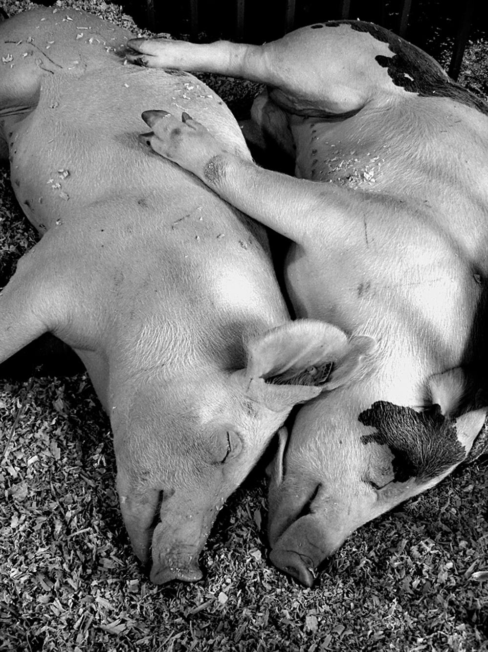 parejas