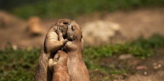 parejas
