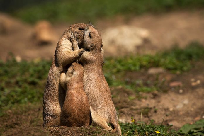 parejas