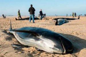 330 ballenas