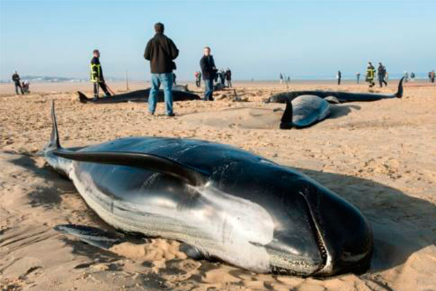 330 ballenas 330 ballenas