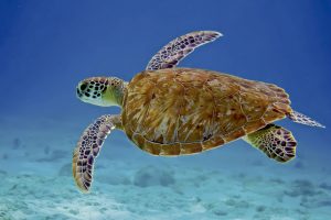 Tortuga