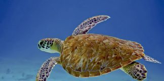 Tortuga