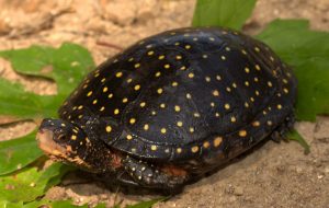 Tortuga