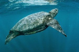 Tortuga