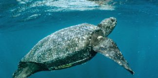 tortugas marinas muertas méxico - Noticias Ahora