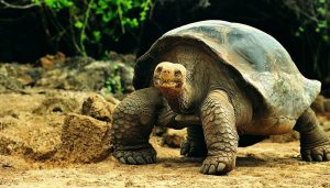 Tortuga