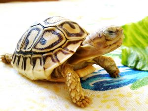 tortuga