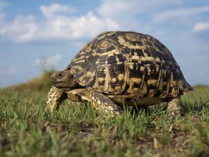 Tortuga
