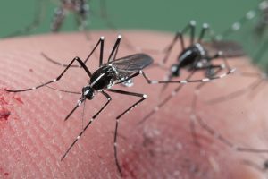 zika