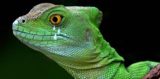 animales