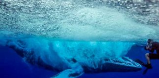 Un grupo de amigos tuvieron contacto directo una ballena jorobada