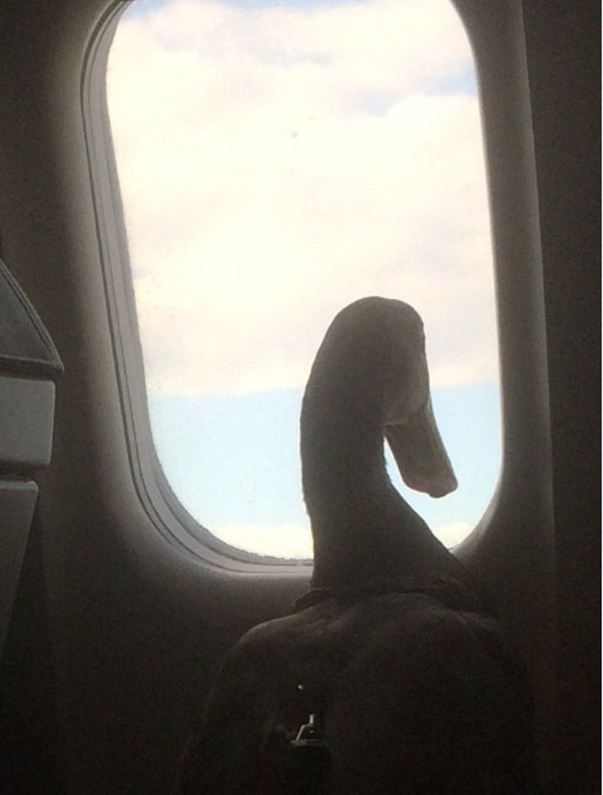 pato durante un vuelo 