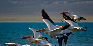 aves