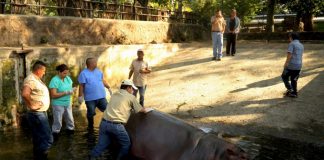 Mataron al único hipopótamo de El Salvador