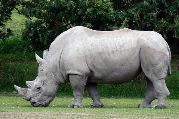 rinoceronte macho