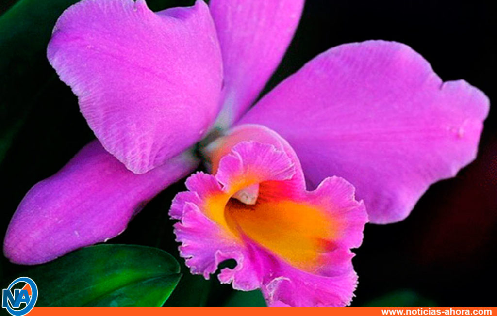 Un día como hoy decretan a la orquídea como nuestra flor nacional