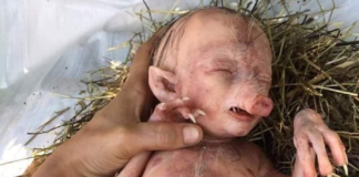 bebé cerdo