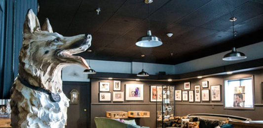 museo-perros