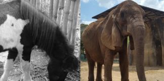elefante y poni Zoológico