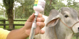 ganaderos venezolanos vacunas