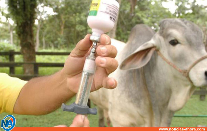 ganaderos venezolanos vacunas