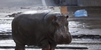 Hipopótamo Pablo Escobar