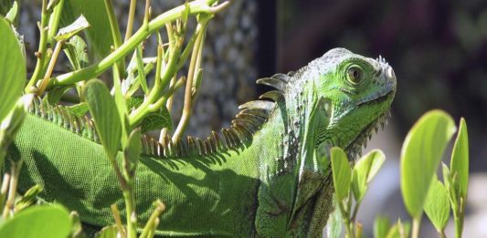 florida personas exterminar iguanas