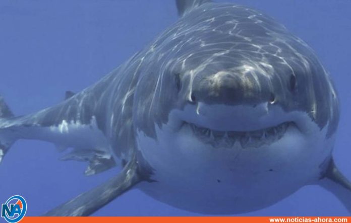 dron tiburón blanco - Noticias Ahora