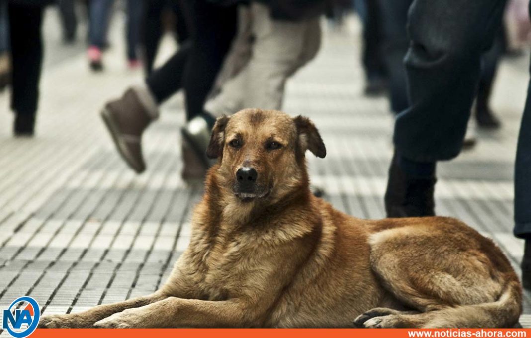 ¡cuídalos Hoy Se Conmemora El Día Internacional De Perro Callejero