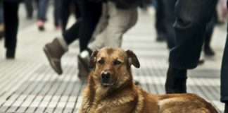 Día Internacional del Perro Callejero - Noticias Ahora