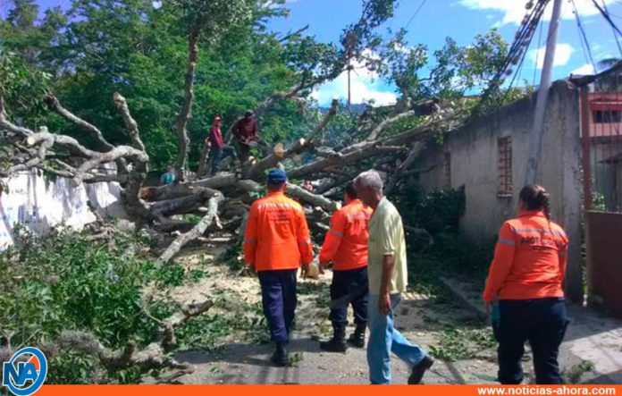 árbol caído Naguanagua- Noticias Ahora