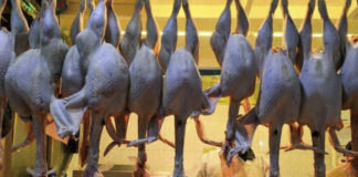 gripe aviar - carne de pavo -noticias ahora
