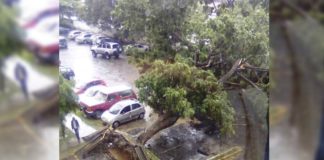 árboles Naguanagua- Noticias Ahora