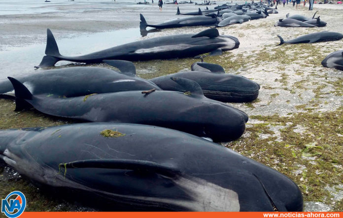 ballenas varadas - noticias ahora