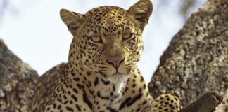 leopardo invisible - noticias ahora
