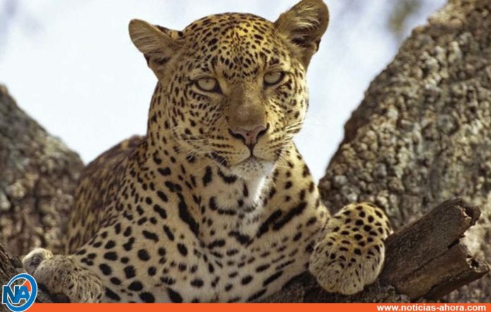 leopardo invisible - noticias ahora