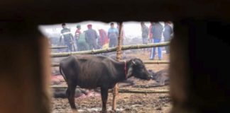 Nepal búfalos - noticias ahora