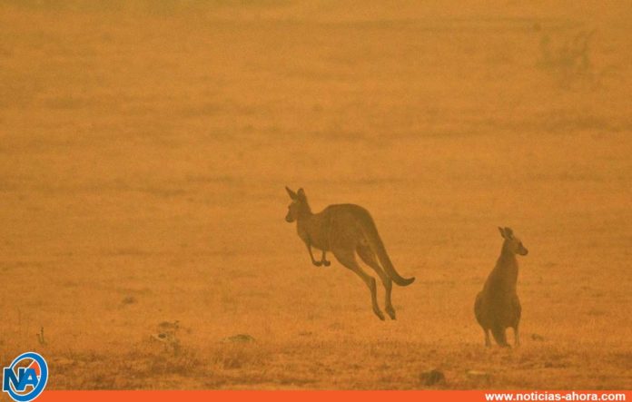 animales incendios australia - Noticias Ahora