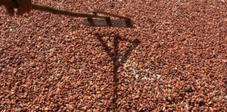 Venezuela cacao indonesia - Noticias Ahora