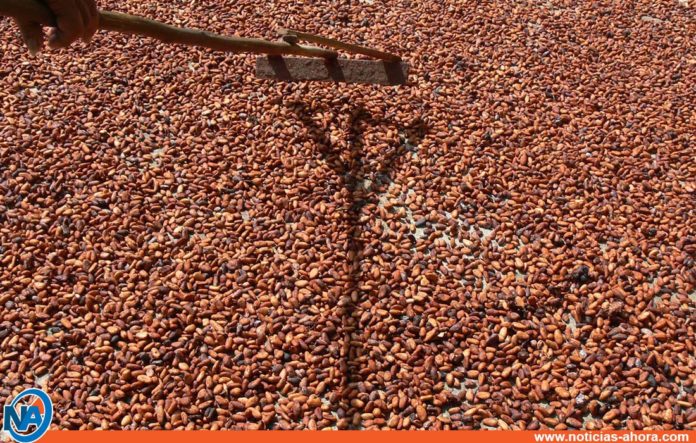Venezuela cacao indonesia - Noticias Ahora