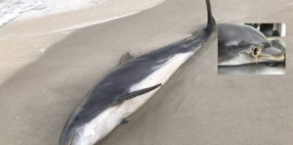 Florida disparar delfines - noticias ahora